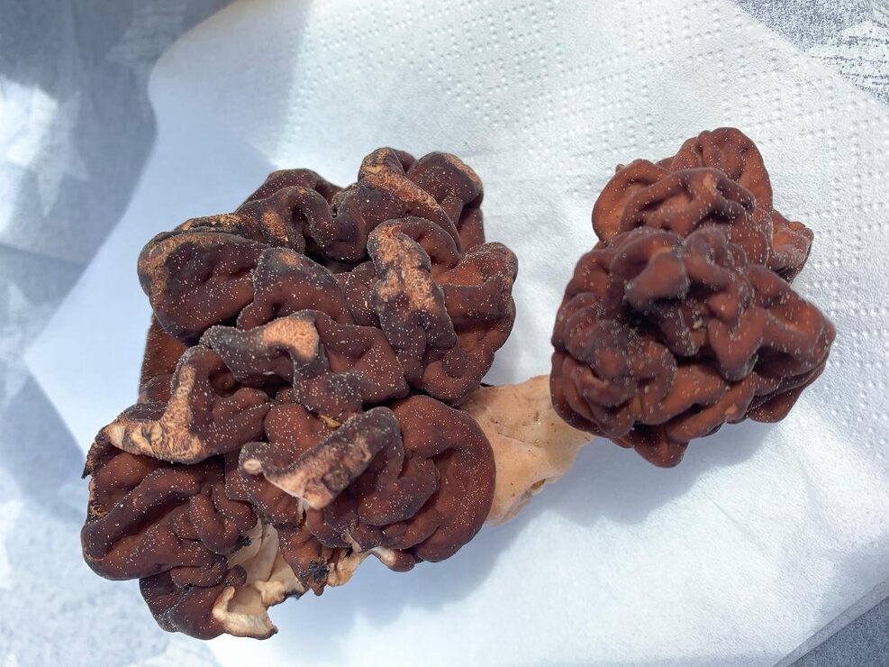 high-angle-view-mushroom-table_1048944-21055312-rotated-1