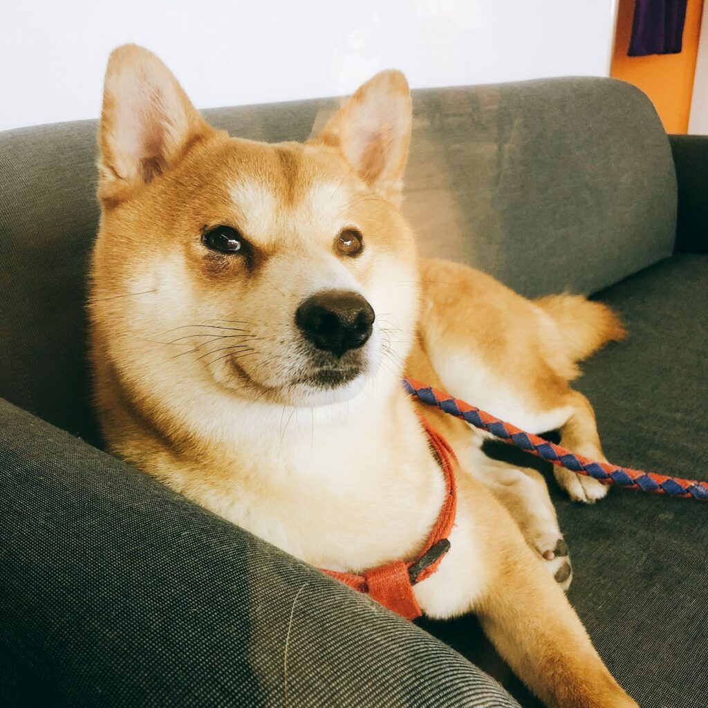 苗栗虐犬案後首次開放領養！85 隻柴犬、柯基待新家　九成被割聲帶讓人心碎