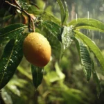戰亂又遇極端天氣　以色列芒果產量恐暴跌8成、每公斤賤賣約10元