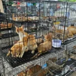 越南破獲大型貓肉販運案　逾500隻貓獲救、9名嫌犯落網