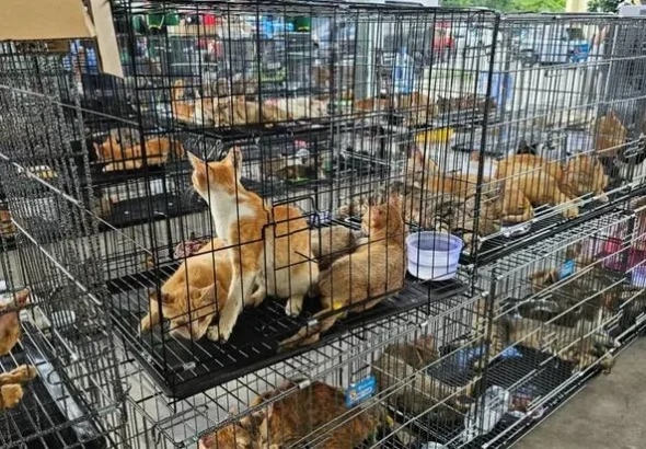 越南破獲大型貓肉販運案　逾500隻貓獲救、9名嫌犯落網
