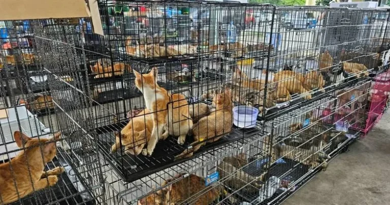 越南破獲大型貓肉販運案　逾500隻貓獲救、9名嫌犯落網