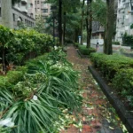 葉菜減產推升批發價民生青菜採買壓力升高