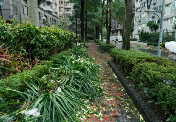 葉菜減產推升批發價民生青菜採買壓力升高