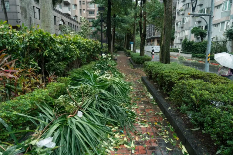 葉菜減產推升批發價民生青菜採買壓力升高