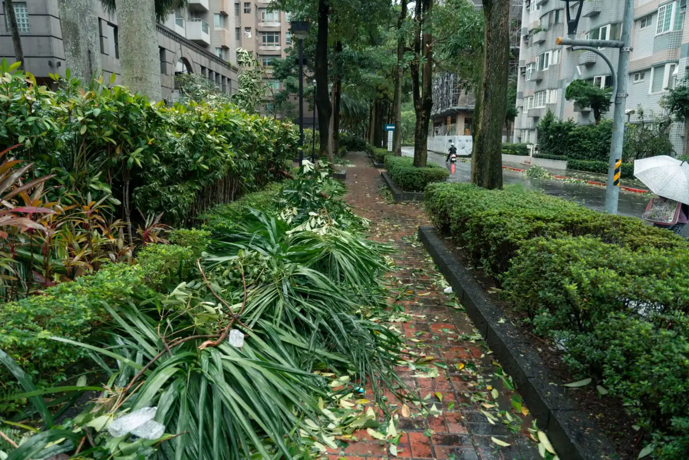 葉菜減產推升批發價民生青菜採買壓力升高