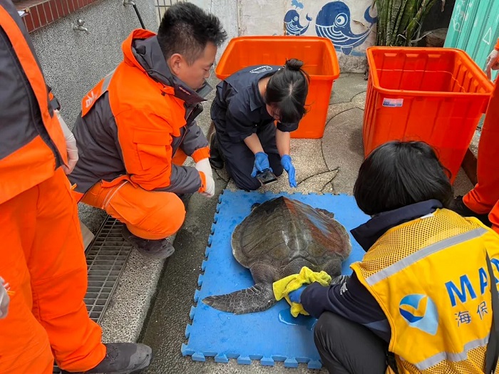 海巡中部分署龍鳳安檢所即時救援　攜手護送欖蠵龜平安重返大海