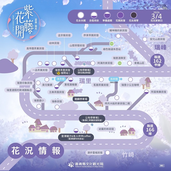 瑞里紫藤含苞待放 春日紫色山城即將登場