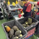陸方喊恢復採購鳳梨釋迦、石斑魚　農業部籲先完成檢疫諮商