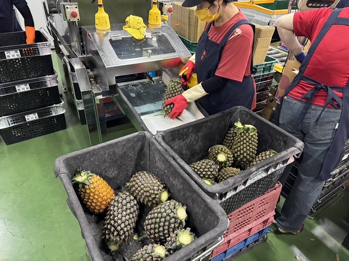陸方喊恢復採購鳳梨釋迦、石斑魚　農業部籲先完成檢疫諮商