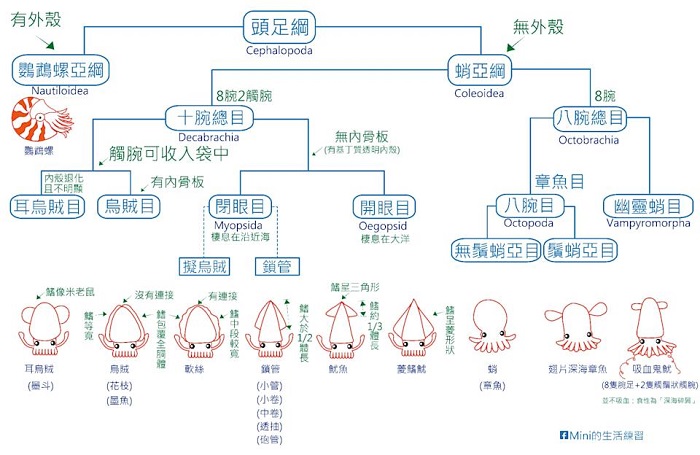 花枝、軟絲怎麼分？海科館開課解密　親子一起認識海洋「高智商生物」