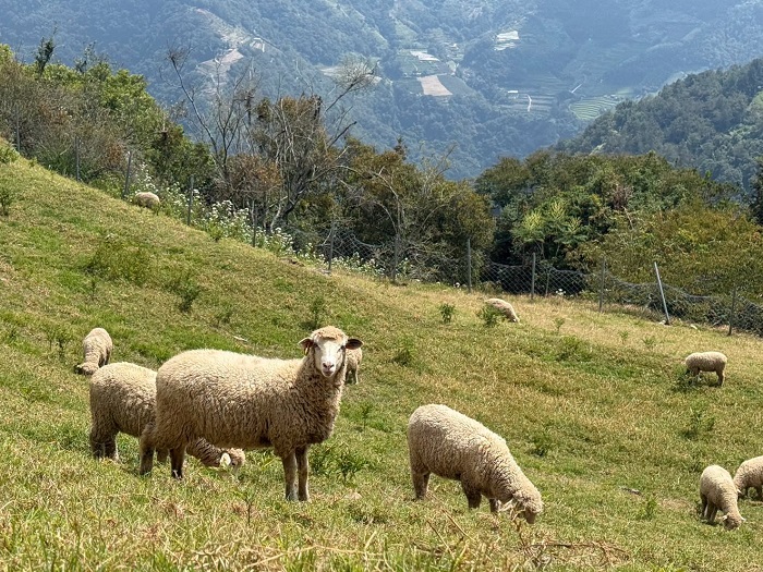 串聯牧場、騎馬及住宿等內容，提供民眾國慶假期多元高山旅遊選擇。（清境農場提供）